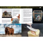 Book - Ak Learning 14 Painting Animal Figures En